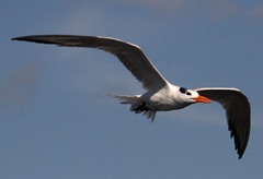 IMG_7794a